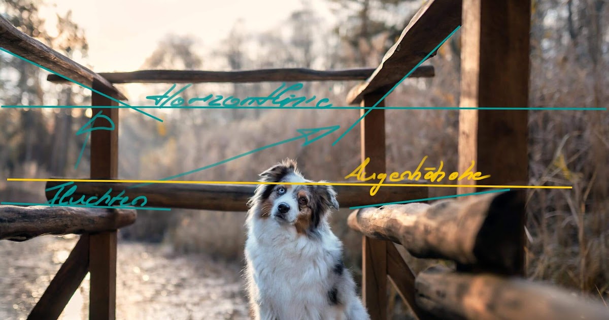 worauf sollten sie sich in dieser situation einstellen der hund