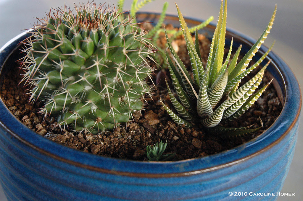 Succulent trio