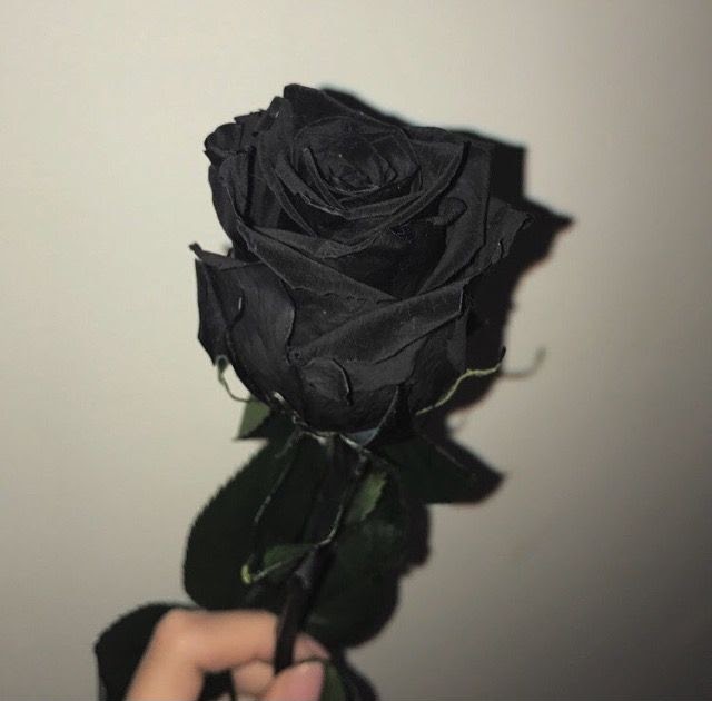 20+ Fantastic Ideas Dark Black Rose Aesthetic - Major League Wins