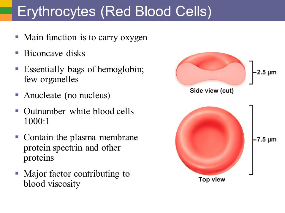 Diagram Red Blood Cell Organelles Diagramaica