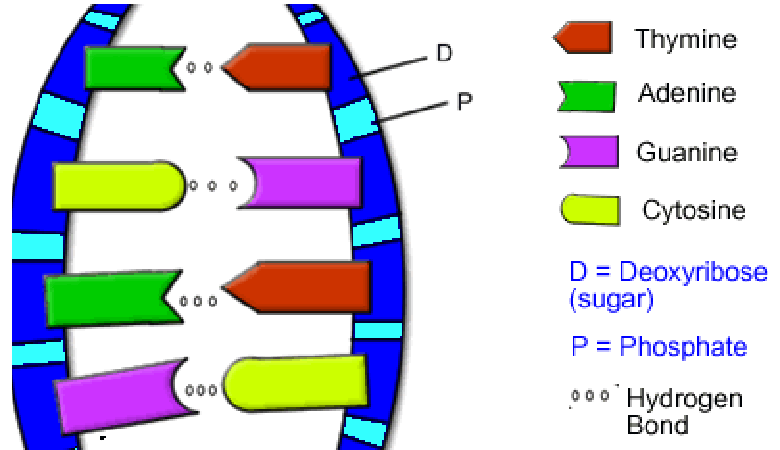 algunproblemita-dna-the-double-helix-coloring-worksheet