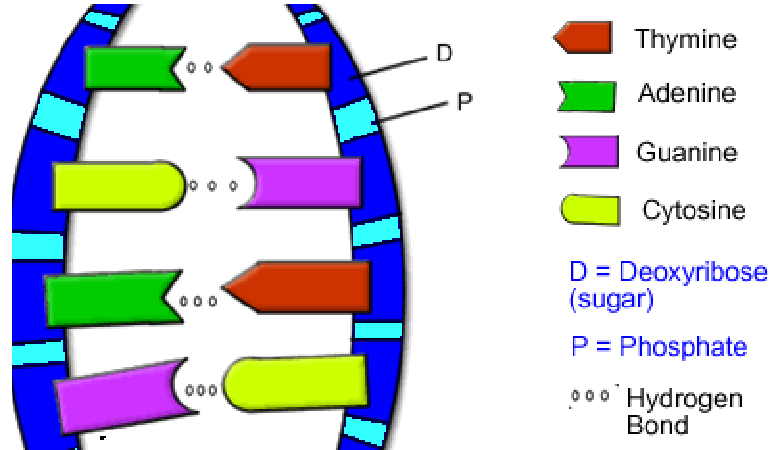 algunproblemita: Dna The Double Helix Coloring Worksheet