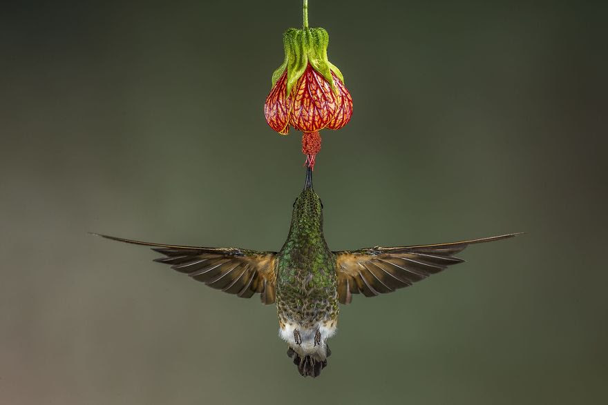 # 7 People's Choice Kazanan, Doğa: Buff Tailed Coronet, Ekvator # 7 People's Choice Kazanan, Doğa: Buff Tailed Coronet, Ekvator