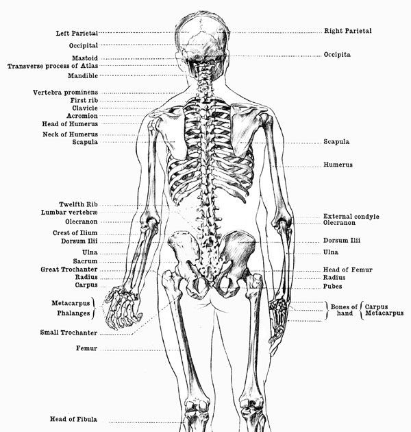 Back Bones Diagram : The bones of the chest — namely the rib cage and