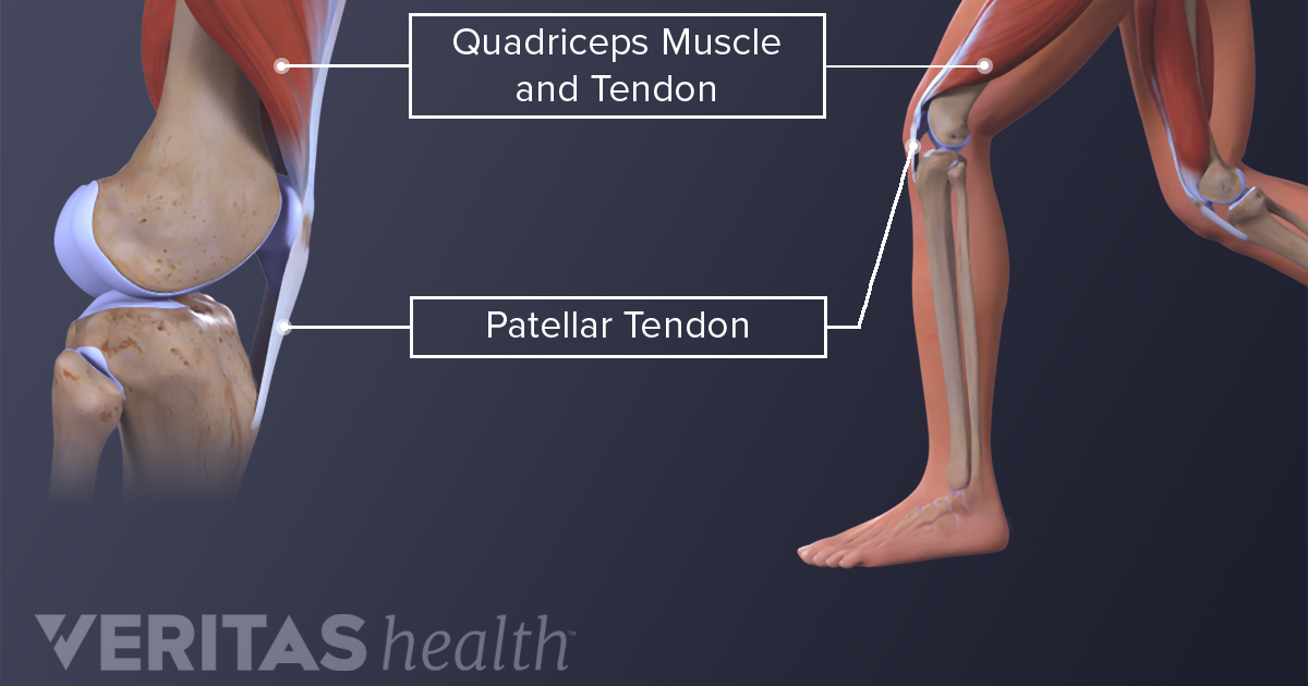 Tendons In Upper Leg - Muscular Function and Anatomy of the Upper Leg