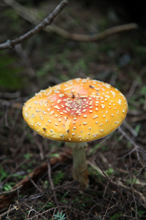 colorful mushroom, Kasaan, Alaska