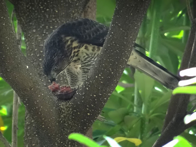 鳳頭蒼鷹/無限台南