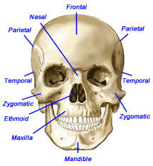 Biology 11: Topic 18: The Skeletal System