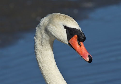 Mute Swan