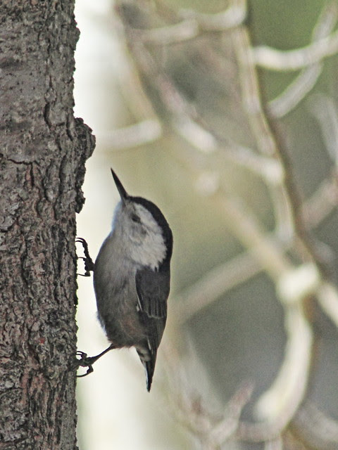 White-breasted Nuthatch 20131104