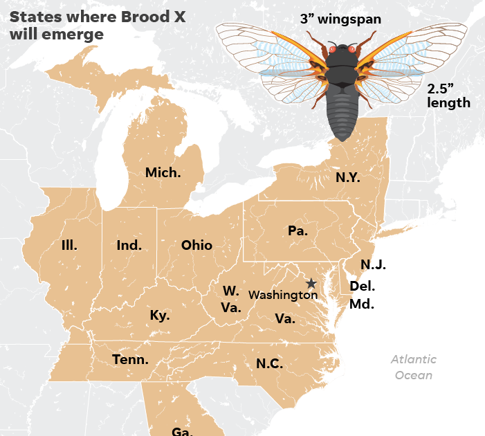 Brood X Cicada Map