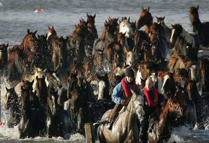dos mujeres cabalgando y guiando a otros caballos hacia tierra firme en Holanda 