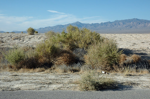 where the body was web.jpg