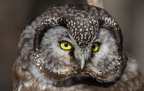 Boreal Owl