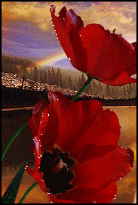 Red tulips.gif