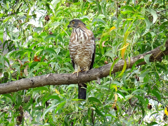 鳳頭蒼鷹/無限台南