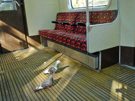 pigeons on the District line