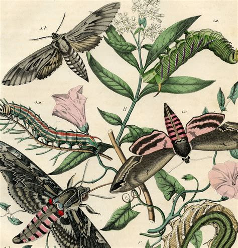 Vintage Bohemian Moth Print! The Graphics Fairy Vintage Bohemian Moth Print! The Graphics Fairy