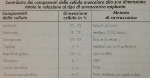Personal Trainer Bologna - Sviluppo della massa muscolare e basi dell’ipertrofia