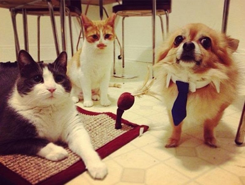 25 well, very surprised dogs