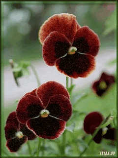 Бордовые цветочки