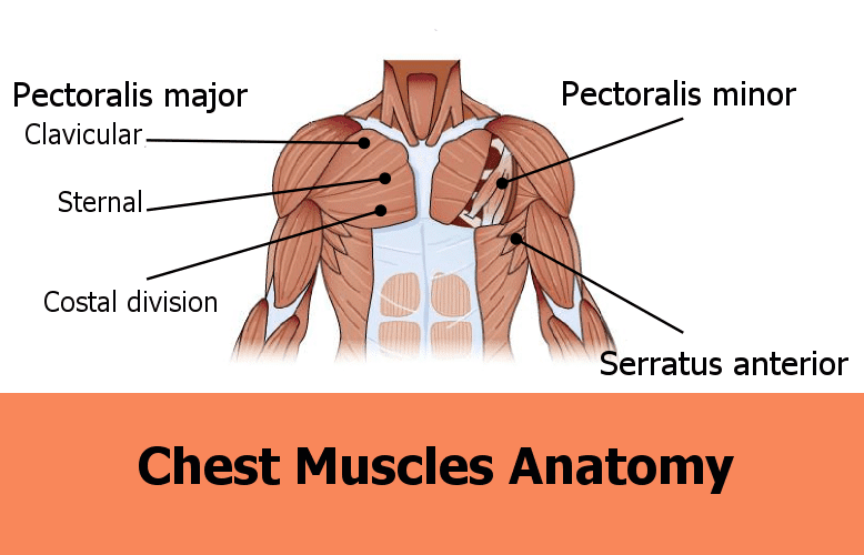 Names Of Muscles In Your Chest - Male Chest Muscles Labeled On White