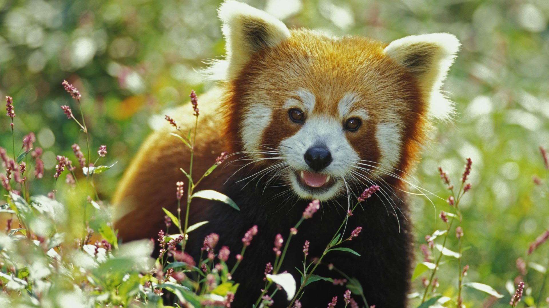 Ideas For Wallpaper Hd Red Panda Wallpaper