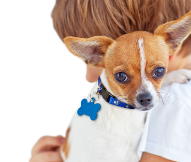 Small Dogs For Adoption Michigan