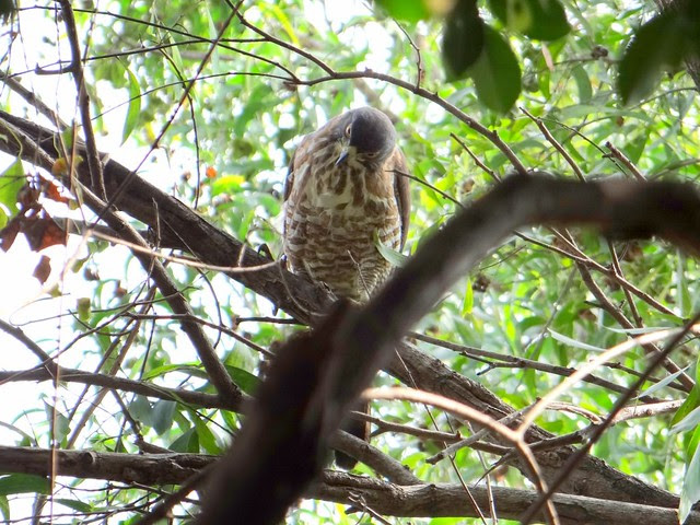 鳳頭蒼鷹/無限台南
