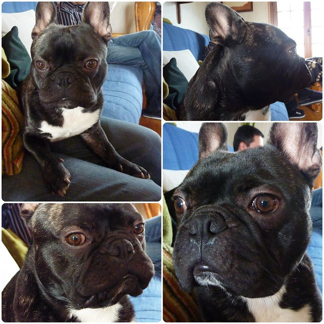 Griffin, bouledogue français