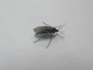 家 虫 小さい 黒い 飛ぶ Hōmuaidea