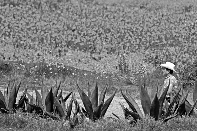 Magueyes by the road