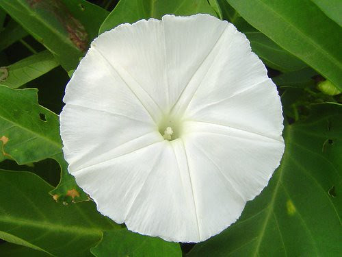 無限台南/空心菜花