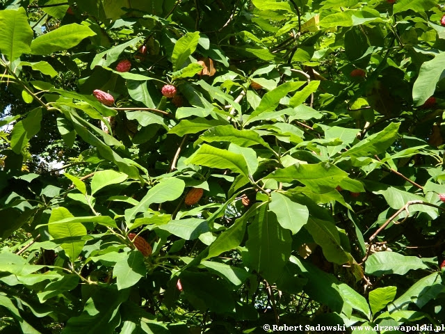 Magnolia parasolowata Magnolia parasolowata