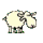 schaap