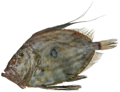 Ikan Dory Dory Fish In Malay - malayharmo