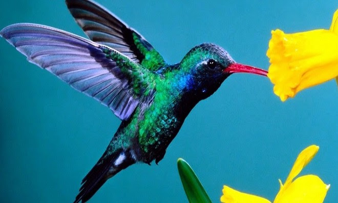 Chim ruồi, một giống chim cực nhỏ thuộc họ Trochilidae, là loài chim duy nhất có khả năng bay ngược Chim ruồi, một giống chim cực nhỏ thuộc họ Trochilidae, là loài chim duy nhất có khả năng bay ngược