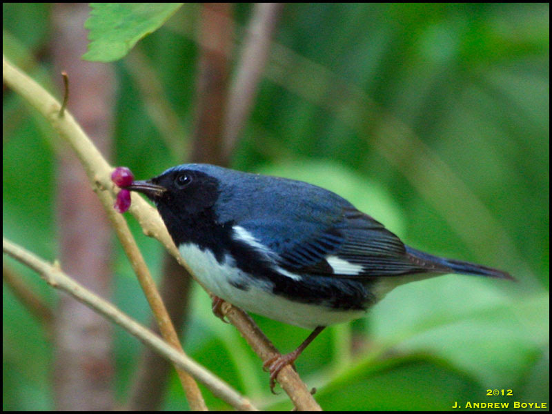 Black-throated Blue Warbler Black-throated Blue Warbler