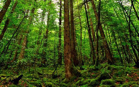 Beautiful Big Trees Forest HD Desktop Wallpaper, Instagram Beautiful Big Trees Forest HD Desktop Wallpaper, Instagram