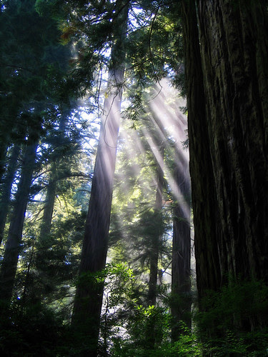 Sunlight in the redwoods