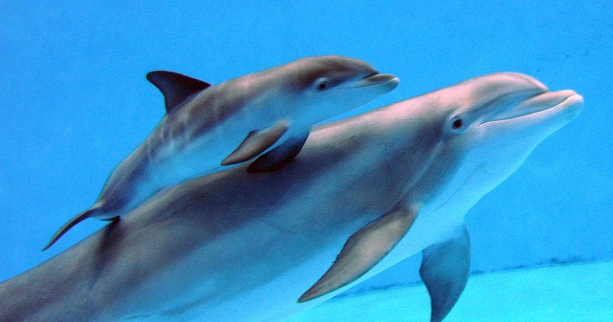 Kyle's Travel Blog: Underwater Animals