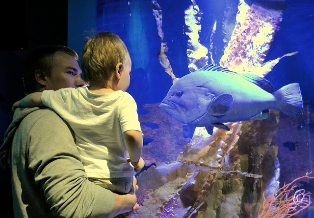 SeaLife (32)muok