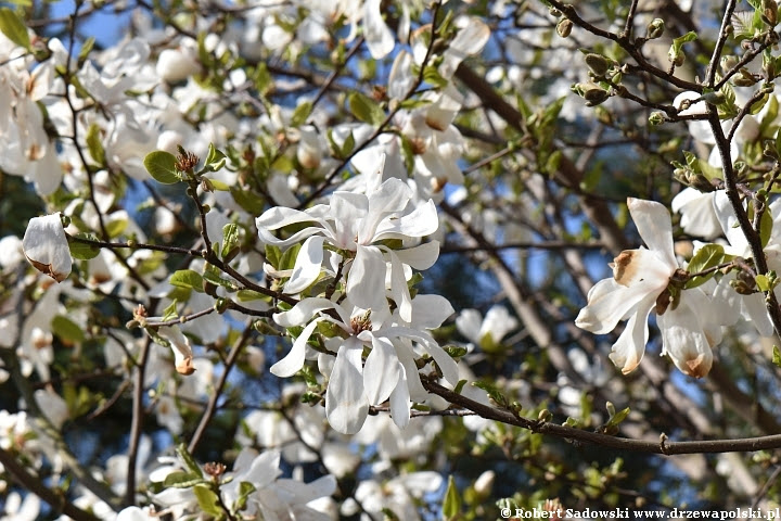 Kwiaty - magnolia gwiaździsta Magnolia gwiaździsta