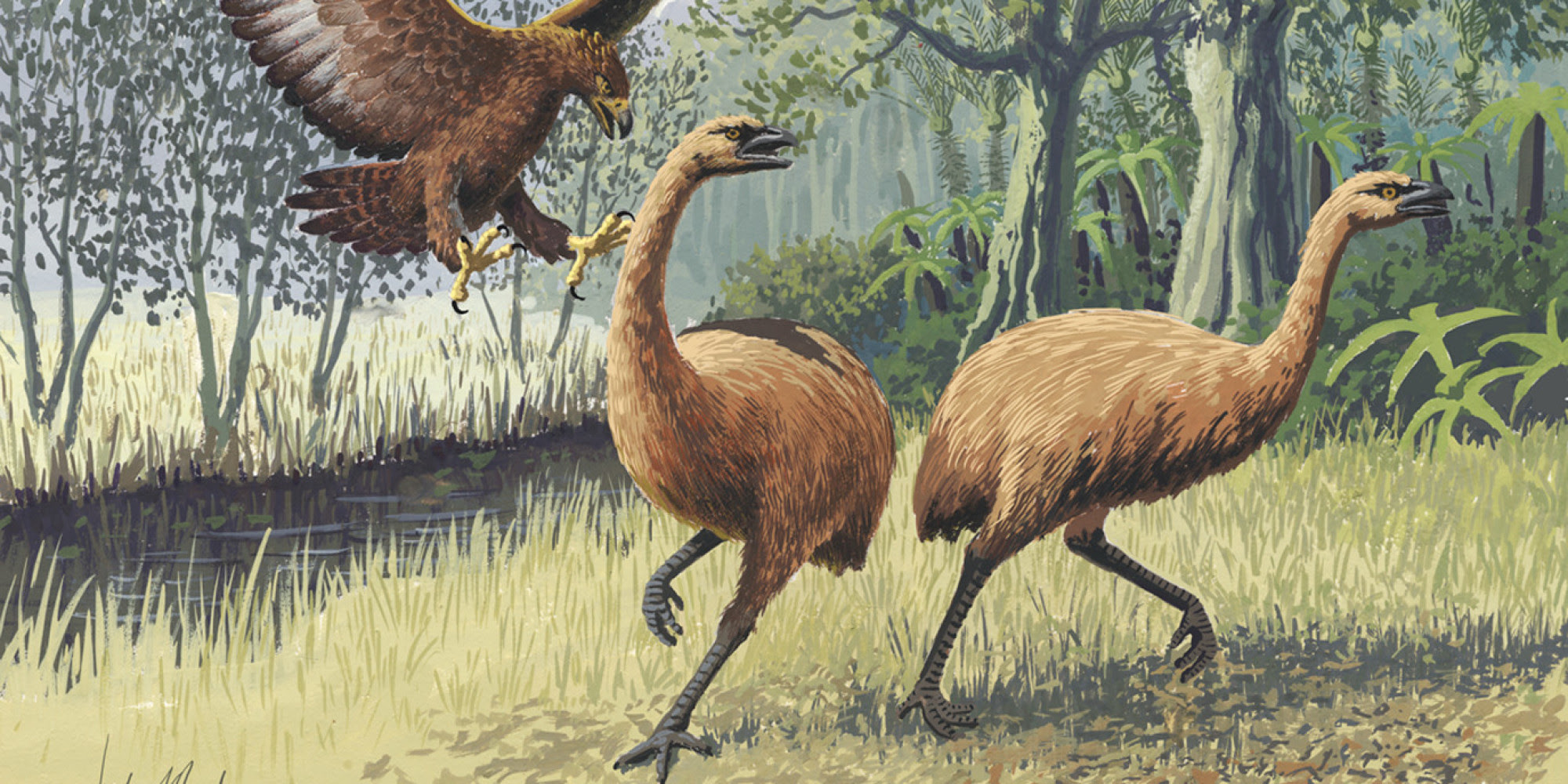 Moas Driven To Extinction By Hunting, Birds' DNA Shows HuffPost