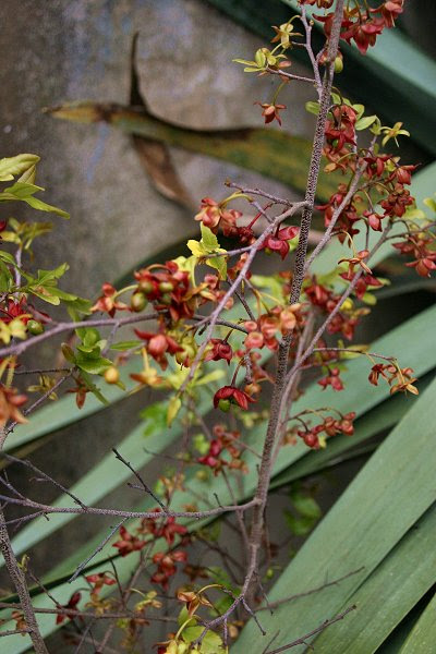 20060225-vs-8626 Planta-do-rato-Mickey - Ochna serrulata
