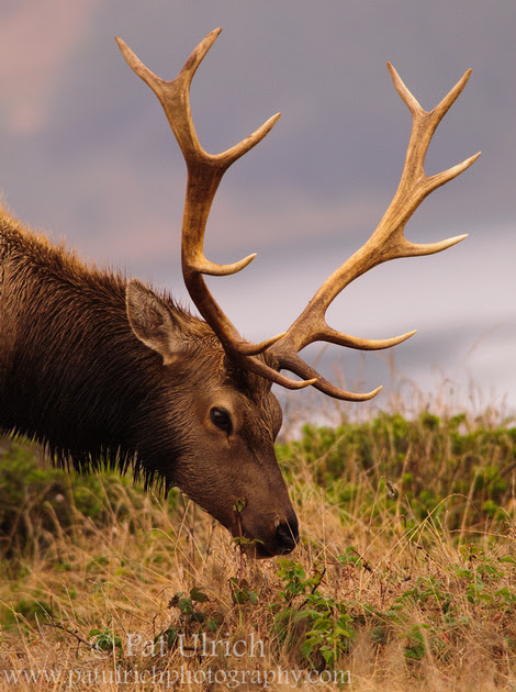 Photograph of a tule elk browsing in Point Reyes National Seashore
