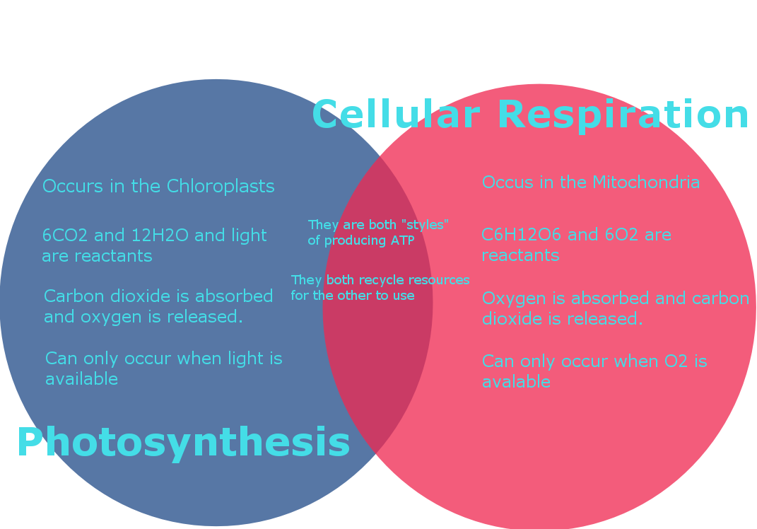 32 Photosynthesis And Respiration Venn Diagram