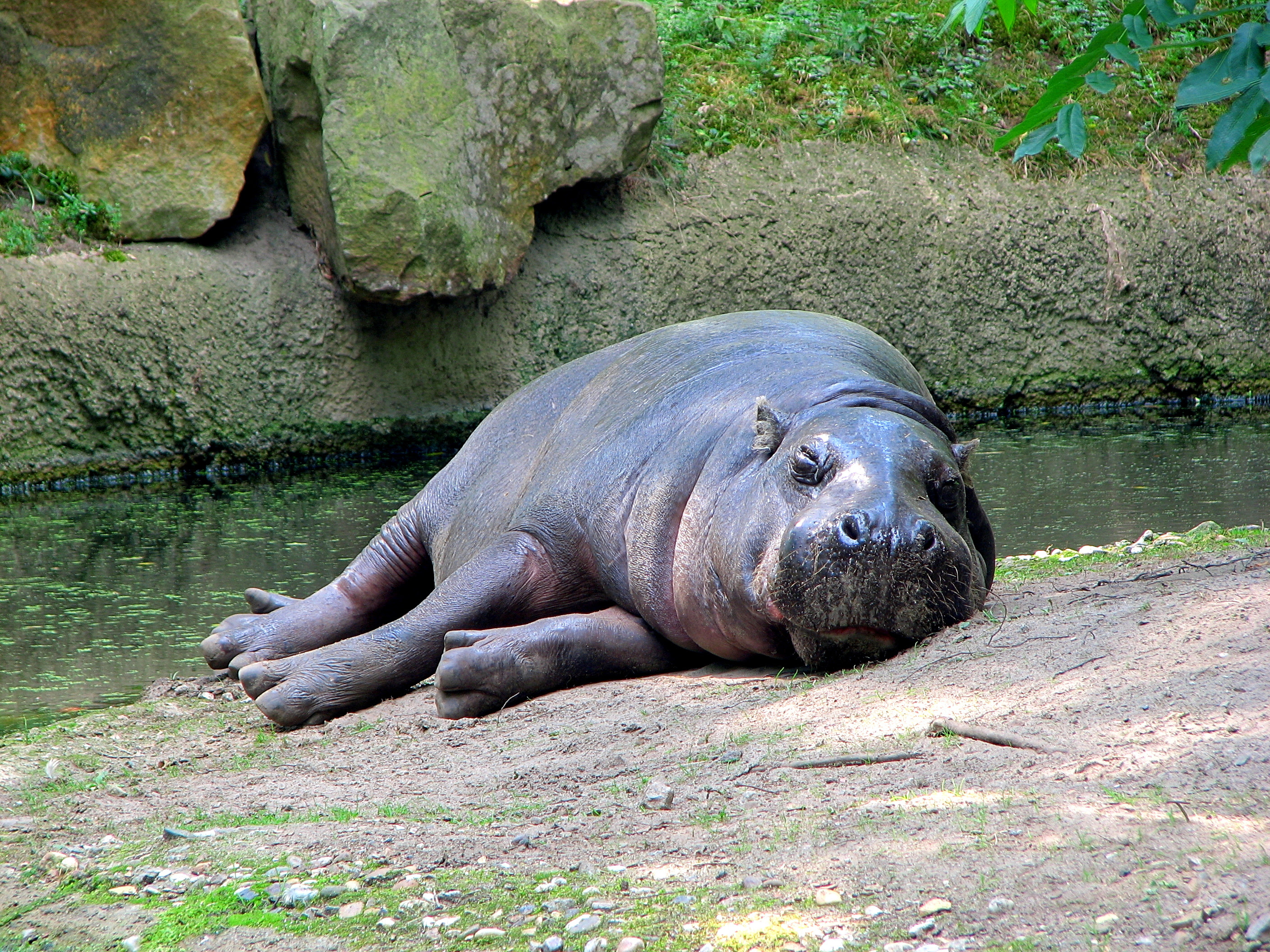 http://upload.wikimedia.org/wikipedia/commons/c/c0/Hexaprotodon-liberiensis-pigmy-hippo-hdr-0a.jpg