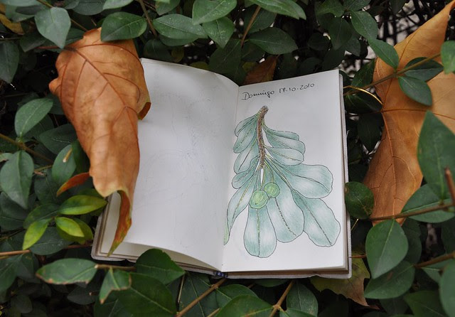 Drawings of autumn.