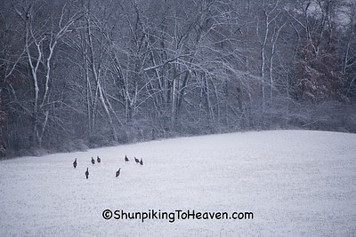 Wild Turkeys in Field, Dane County, Wisconsin